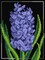 Needlepoint canvas for halfstitch without yarn Hyacinth 3052F - Printed Tapestry Canvas
